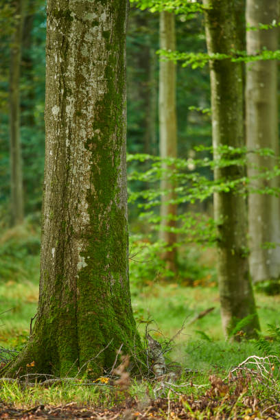 istock A photo of forest beauty in springtime 1606342081