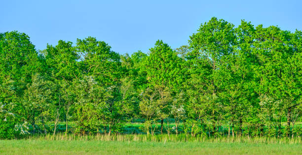 Lush forest in springtime