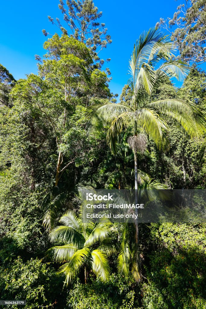 Tamborine Rainforest Skywalk In Queensland Australia Stock Photo Tamborine Rainforest Skywalk In Queensland Australia Stock Photo