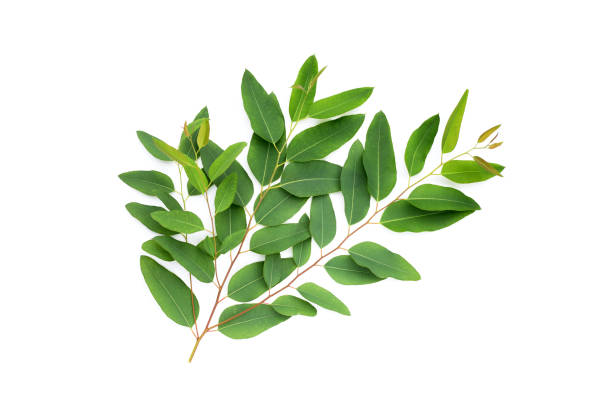 istock Green leaves of eucalyptus on white 1606370873