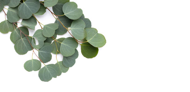 istock Green leaves of eucalyptus on white 1606371379