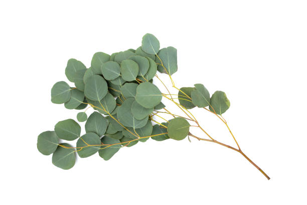 istock Green leaves of eucalyptus on white 1606372403