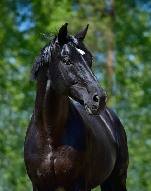 istock Black stallion of Russian riding breed 160638758