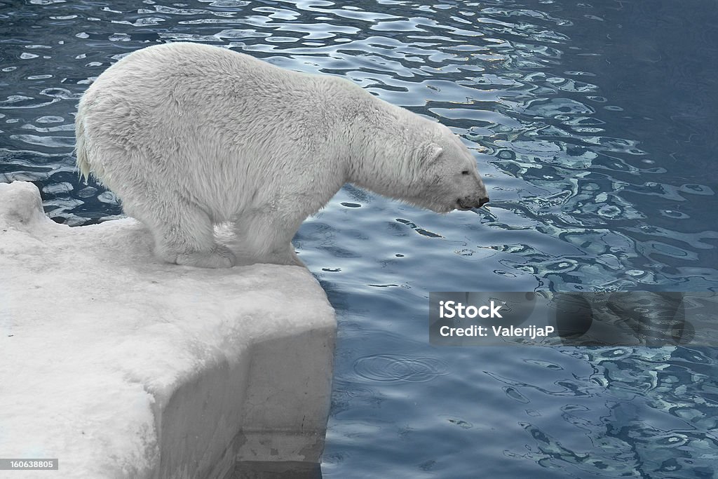 Polar bear auf die Küste - Lizenzfrei Arktis Stock-Foto