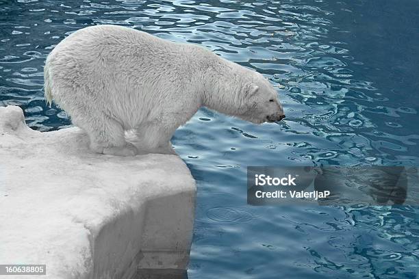 Foto de Urso Polar Na Praia e mais fotos de stock de Animais caçando - Animais caçando, Animal, Animal selvagem