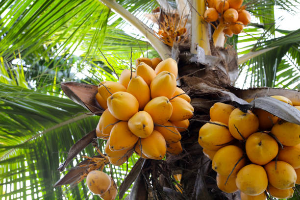 istock Yellow coconut fruits on coconut tree 1606400555