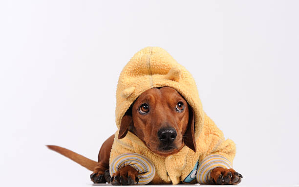 istock brown dachshund dog isolated over white background 160641229