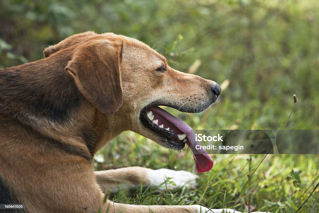 Cansado de Cachorro - Foto de stock de Animal royalty-free