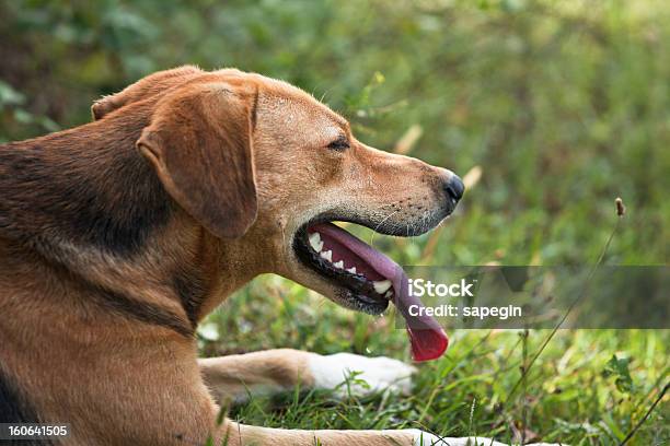 Cansado Cachorro - Fotografias de stock e mais imagens de Animal - Animal, Animal Doméstico, Animal de Estimação