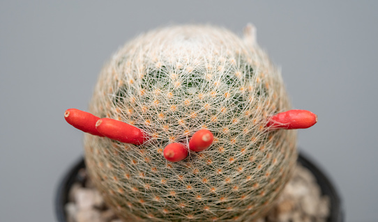 This is an attractive and rewarding cactus with dense criss-crossing white spines.