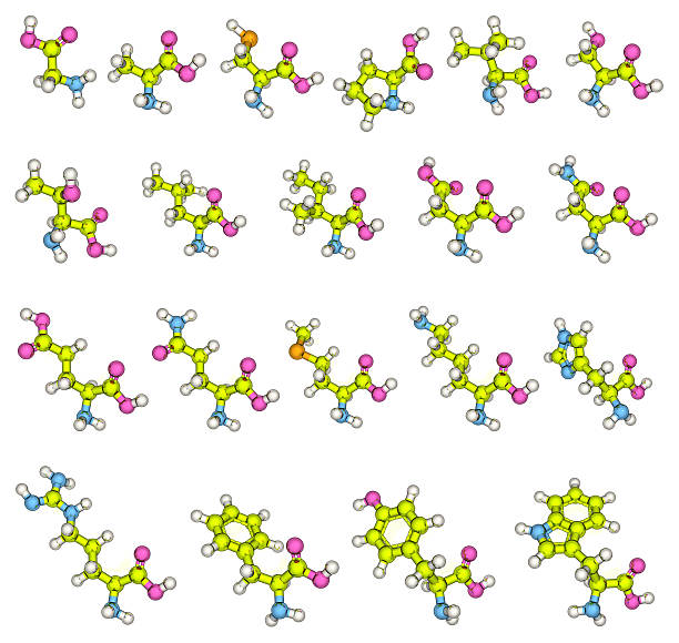 Amino Acids - 20 Standard 20 standard amino acids, from left to right they are: glycine, alanine, cysteine, proline, valine, serine, threonine, leucine, isoleucine, aspartic acid, asparagine, glutamic acid, glutamine, methionine, lysine, histidine, arginine, phenylalanine, tyrosine, and tryptophan lysine stock pictures, royalty-free photos & images