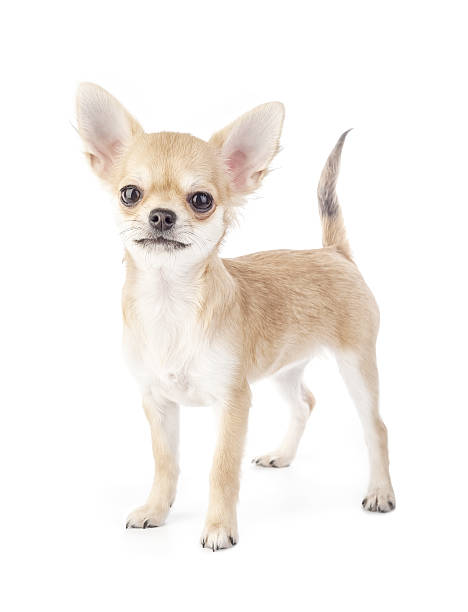 istock Stacking purebred chihuahua puppy 160642164