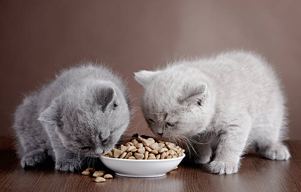 Two kittens eating dinner out of a shared bowl  bowl with cat food and two kittens grey hair on floor stock pictures, royalty-free photos & images