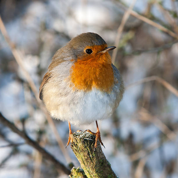 istock European Robin (Erithacus rubecula) sitting on a branche 160642245