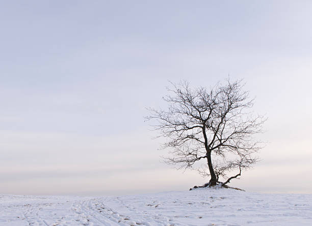 istock Sole bare tree standing in a snow covered winter landscape. 160644514