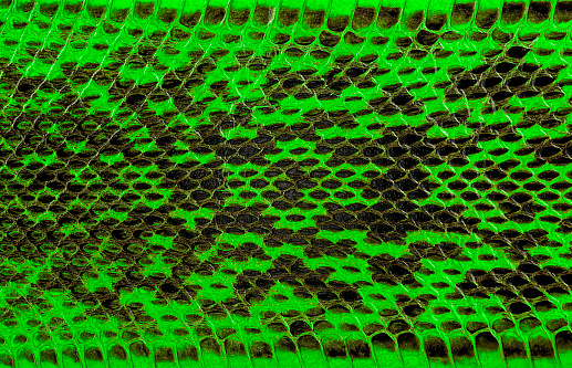 Green python leather, skin texture for background. Natural reptile leather.