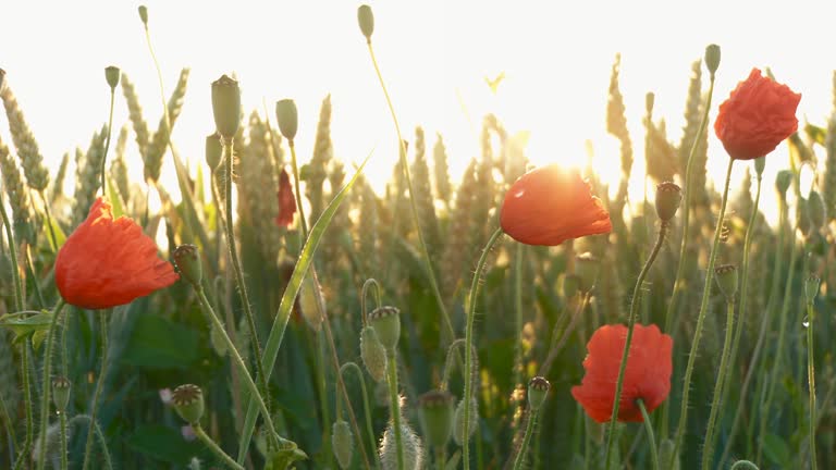 HD DOLLY: Poppy Field Against Sunlight