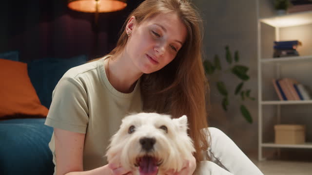 Woman petting her dog close-up. Owner stroking West Highland White Terrier in living room, obedient Westie puppy breathing with tongue out. Happy domestic animals, little best friends.