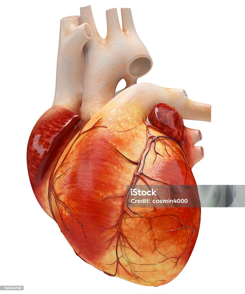 Corazón - Foto de stock de Corazón humano libre de derechos