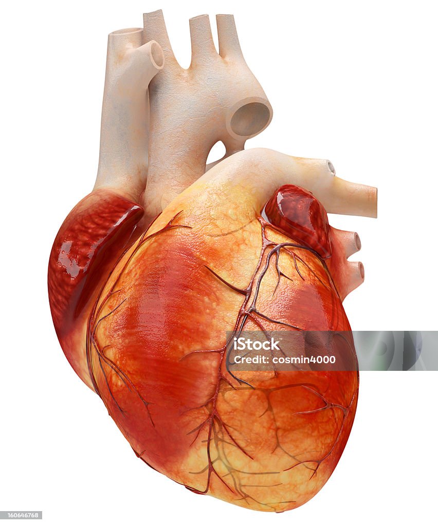 심장 - 로열티 프리 인간의 심장 스톡 사진