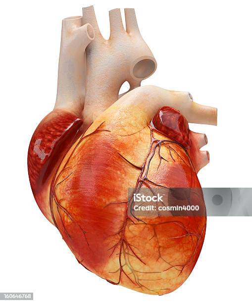 심장 인간의 심장에 대한 스톡 사진 및 기타 이미지 - 인간의 심장, 3차원 형태, 모형
