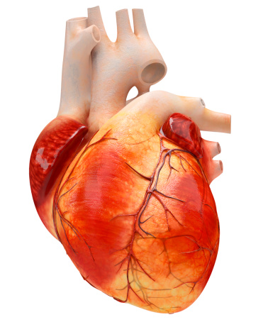 EKG or Electrocardiogram of a patient showing symptoms of Atrial Fibrillation.