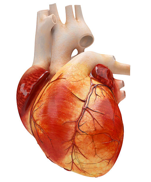An illustration of a heart on an isolated white background 3d render medical diagram photos stock pictures, royalty-free photos & images