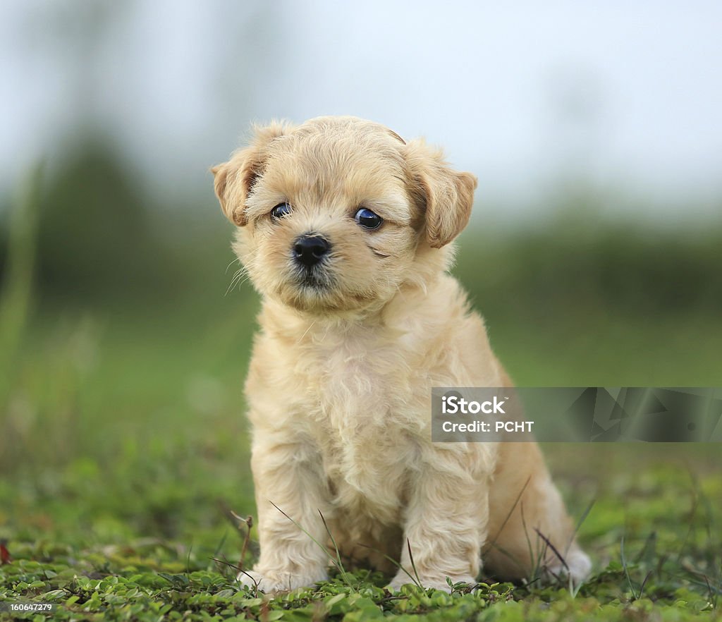 Carino cucciolo Barboncino - Foto stock royalty-free di Animale
