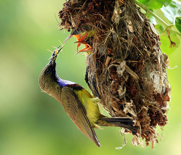 Olive-backed Sunbird family
