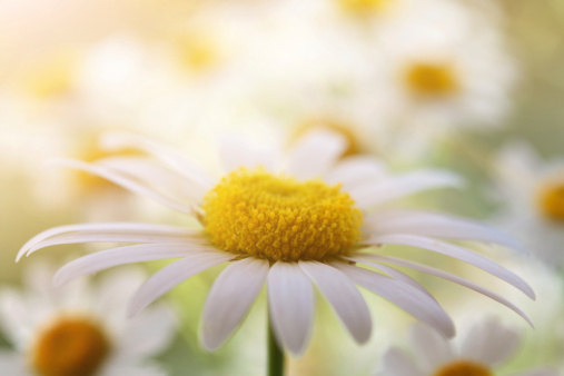 Marguerite Macro Shot