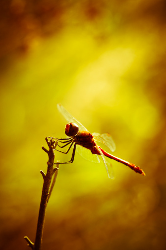dragonfly sitting on plant over dramatic sky