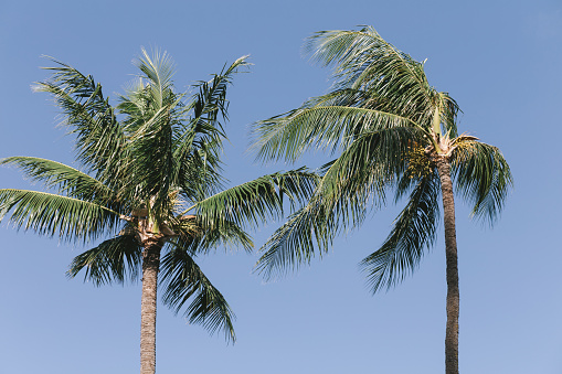 Photo taken on Kaanapali Beach, Maui, Hawaii of 2 Palms on a Windy Day