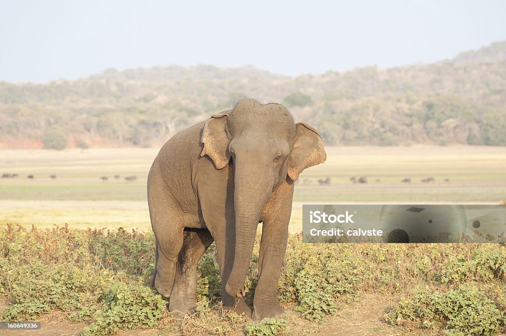 Elefante do Ceilão Pastar no Prado. - Royalty-free Adulto Foto de stock