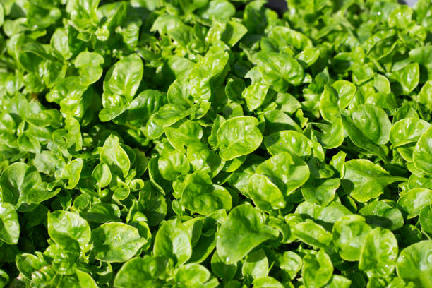 istock Brazilian Spinach plant in a pot 1606497792