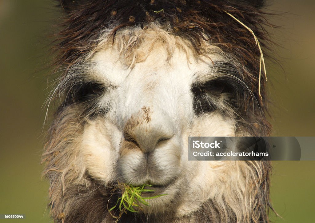 Alpaca desfrutar do almoço - Royalty-free Agricultura Foto de stock