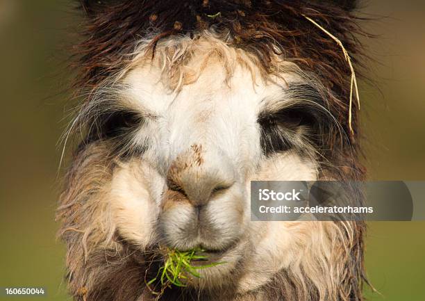 Alpaca Desfrutar Do Almoço - Fotografias de stock e mais imagens de Agricultura - Agricultura, Alpaca, América do Sul