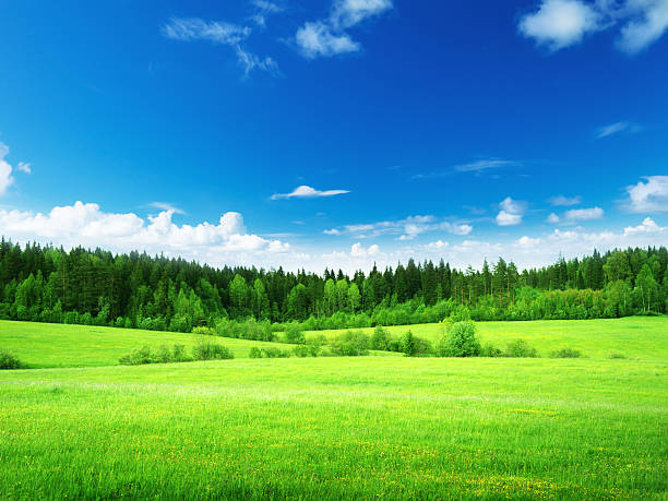 champ d'herbe et ciel parfait - grass sky cloudscape meadow photos et images de collection