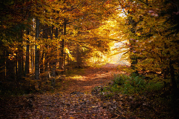 Autumn landscape photo taken in woods, in polish Beskidy mountains, Krawcow Wierch