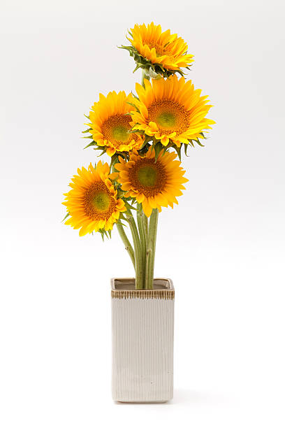 sun flower stock photo