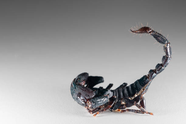 istock Structure and anatomy of scorpions in the laboratory. 1606523821