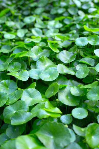 istock Centella asiatica (gotu kola). Fresh green leaves herb background. 1606532298