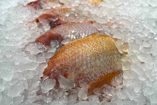 istock Fresh fish on ice at market 1606532308