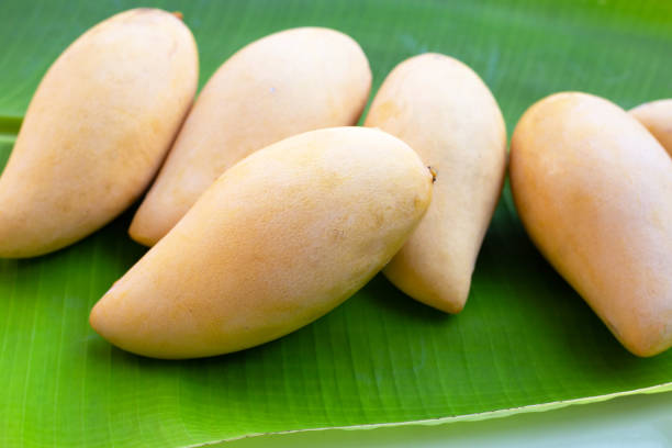 istock Ripe sweet yellow mango fruits 1606546892