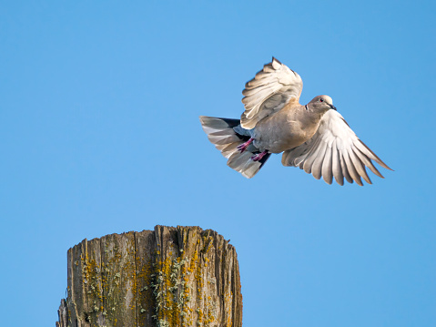 A dove flying from a tree snag in the Willamette Valley of Oregon.