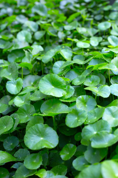 istock Centella asiatica (gotu kola). Fresh green leaves herb background. 1606595394