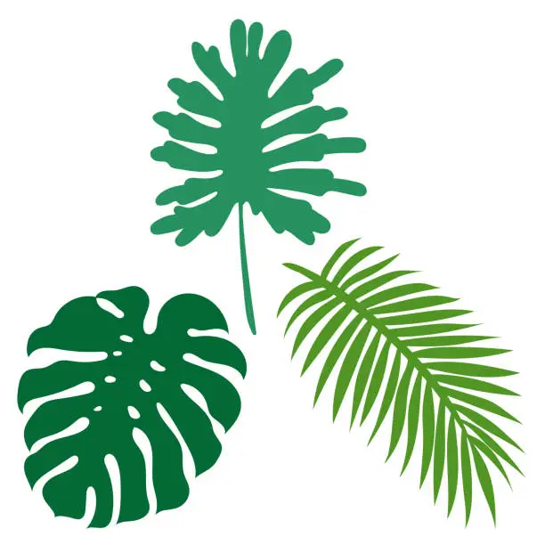 Vector illustration of Tropical plant leaf set ,vector illustration