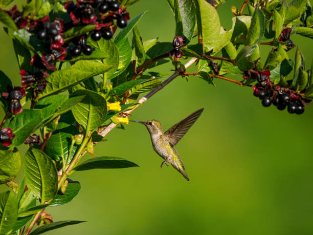 A hummingbird feeding on a flower with berries around it. In the Willamette Valley of Oregon. Has a soft, defocused green background.