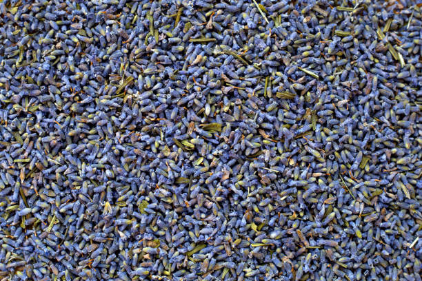 istock Dried lavender flowers. Close up 1606606754