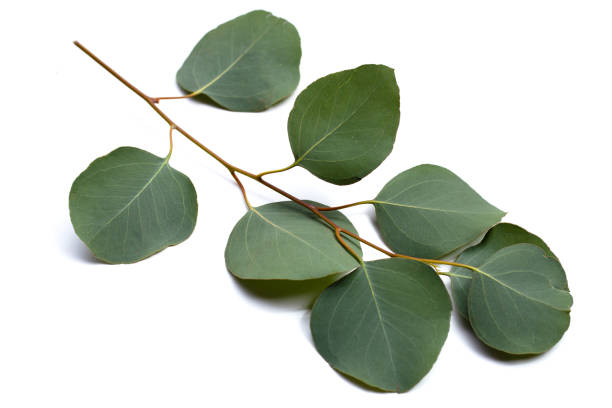 istock Green leaves of eucalyptus on white 1606638904