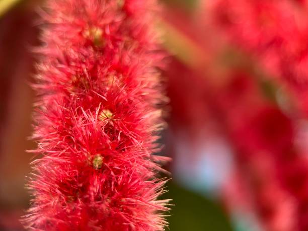 istock Close up view of red fox tail plant with blur background 1606639947
